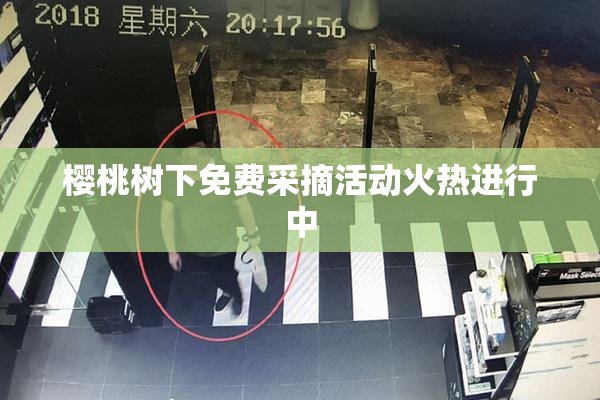 樱桃树下免费采摘活动火热进行中