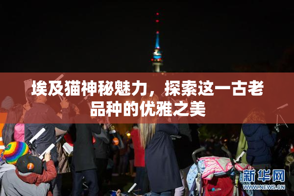 埃及猫神秘魅力，探索这一古老品种的优雅之美