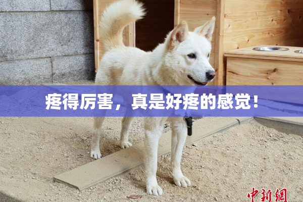 疼得厉害，真是好疼的感觉！