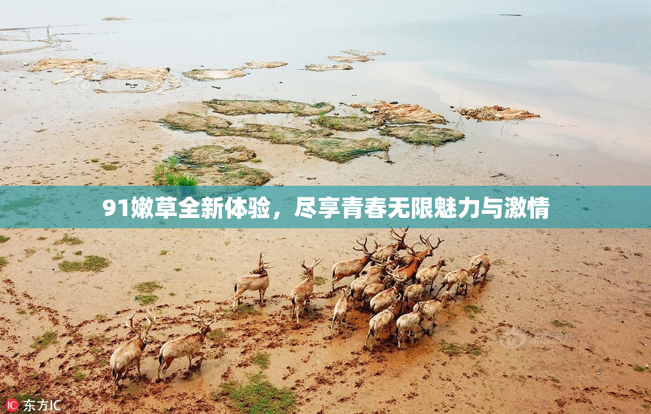 91嫩草全新体验，尽享青春无限魅力与激情