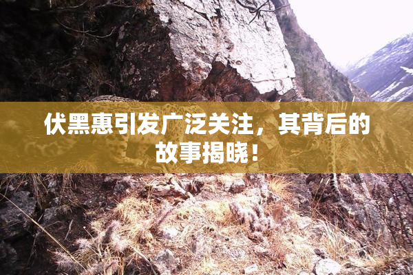 伏黑惠引发广泛关注，其背后的故事揭晓！
