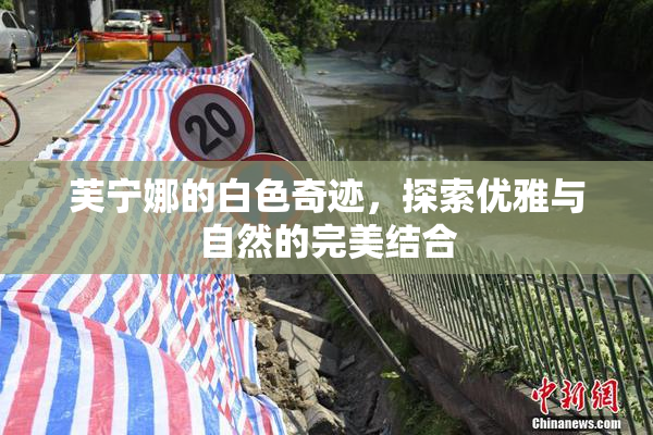 芙宁娜的白色奇迹，探索优雅与自然的完美结合