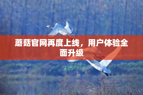蘑菇官网再度上线，用户体验全面升级