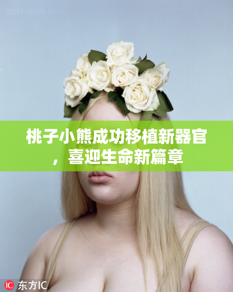 桃子小熊成功移植新器官，喜迎生命新篇章