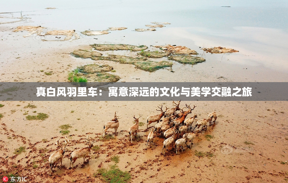 真白风羽里车：寓意深远的文化与美学交融之旅