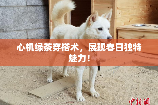 心机绿茶穿搭术，展现春日独特魅力！
