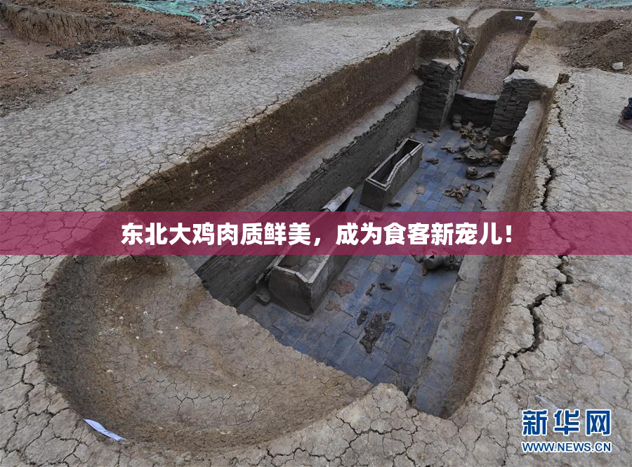 东北大鸡肉质鲜美，成为食客新宠儿！