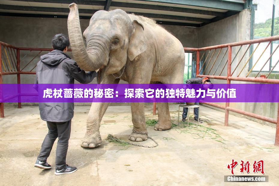 虎杖蔷薇的秘密：探索它的独特魅力与价值