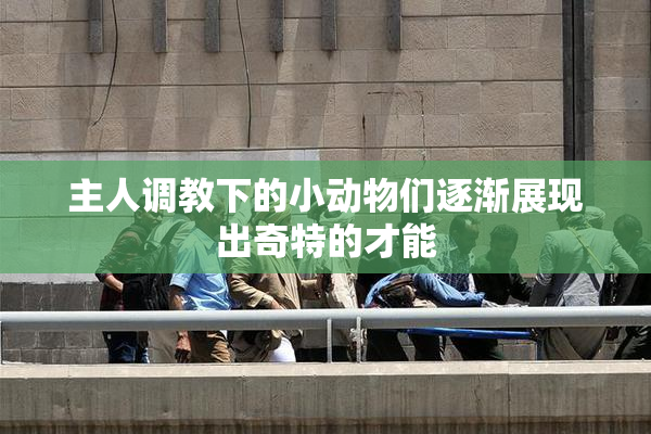 主人调教下的小动物们逐渐展现出奇特的才能