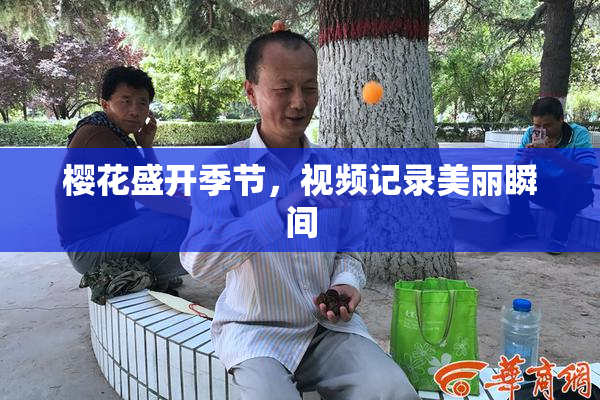 樱花盛开季节，视频记录美丽瞬间