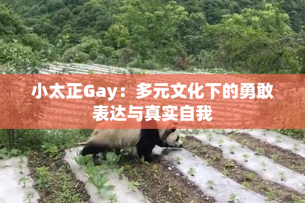 小太正Gay：多元文化下的勇敢表达与真实自我