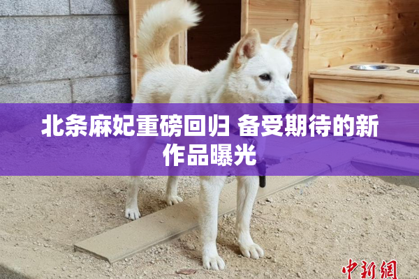 北条麻妃重磅回归 备受期待的新作品曝光