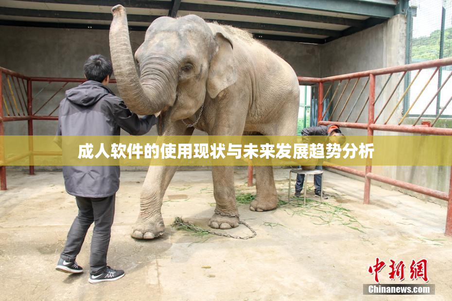成人软件的使用现状与未来发展趋势分析