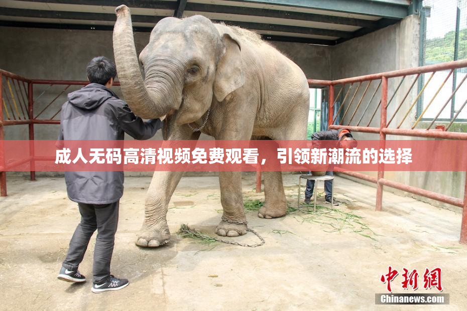 成人无码高清视频免费观看，引领新潮流的选择
