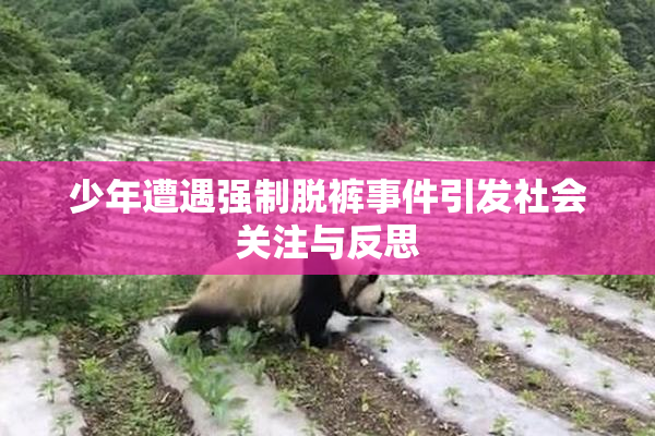 少年遭遇强制脱裤事件引发社会关注与反思