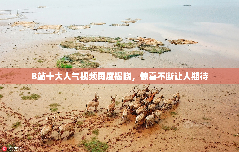 B站十大人气视频再度揭晓，惊喜不断让人期待
