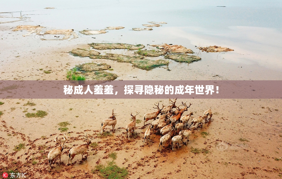 秘成人羞羞，探寻隐秘的成年世界！