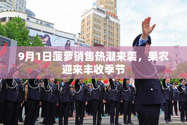 9月1日菠萝销售热潮来袭，果农迎来丰收季节