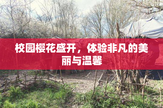 校园樱花盛开，体验非凡的美丽与温馨