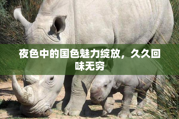 夜色中的国色魅力绽放，久久回味无穷
