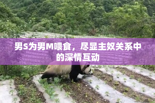 男S为男M喂食，尽显主奴关系中的深情互动