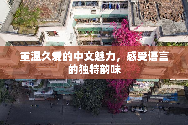 重温久爱的中文魅力，感受语言的独特韵味