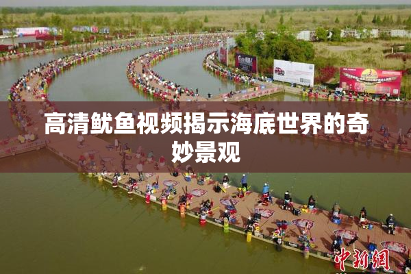 高清鱿鱼视频揭示海底世界的奇妙景观