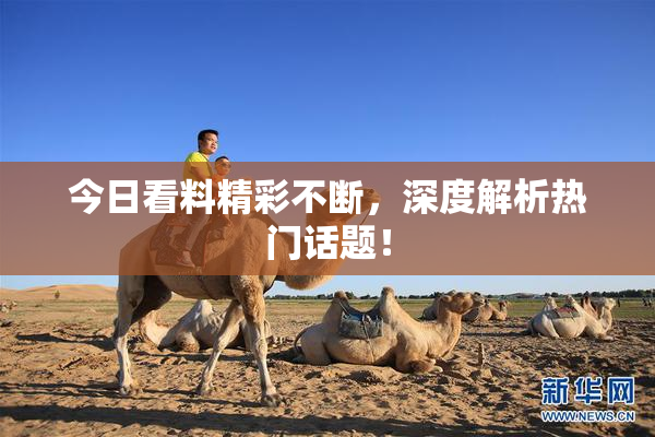 今日看料精彩不断，深度解析热门话题！