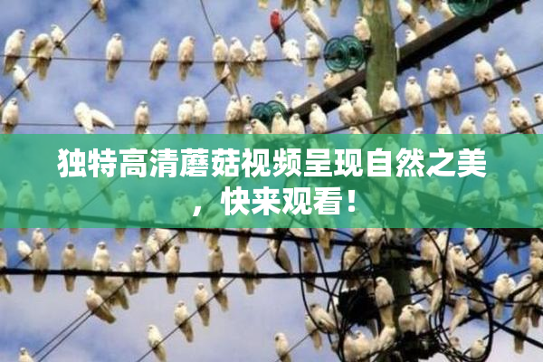 独特高清蘑菇视频呈现自然之美，快来观看！