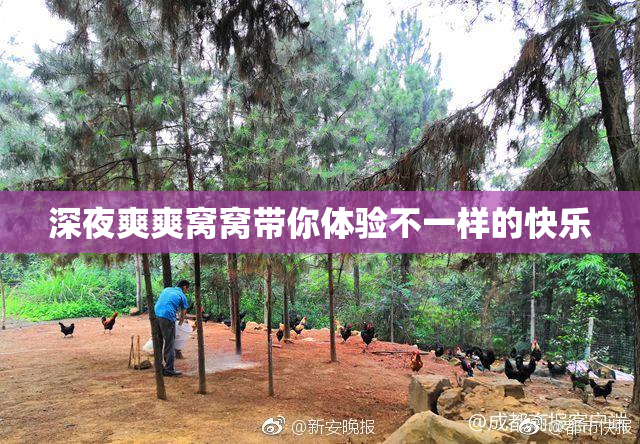 深夜爽爽窝窝带你体验不一样的快乐