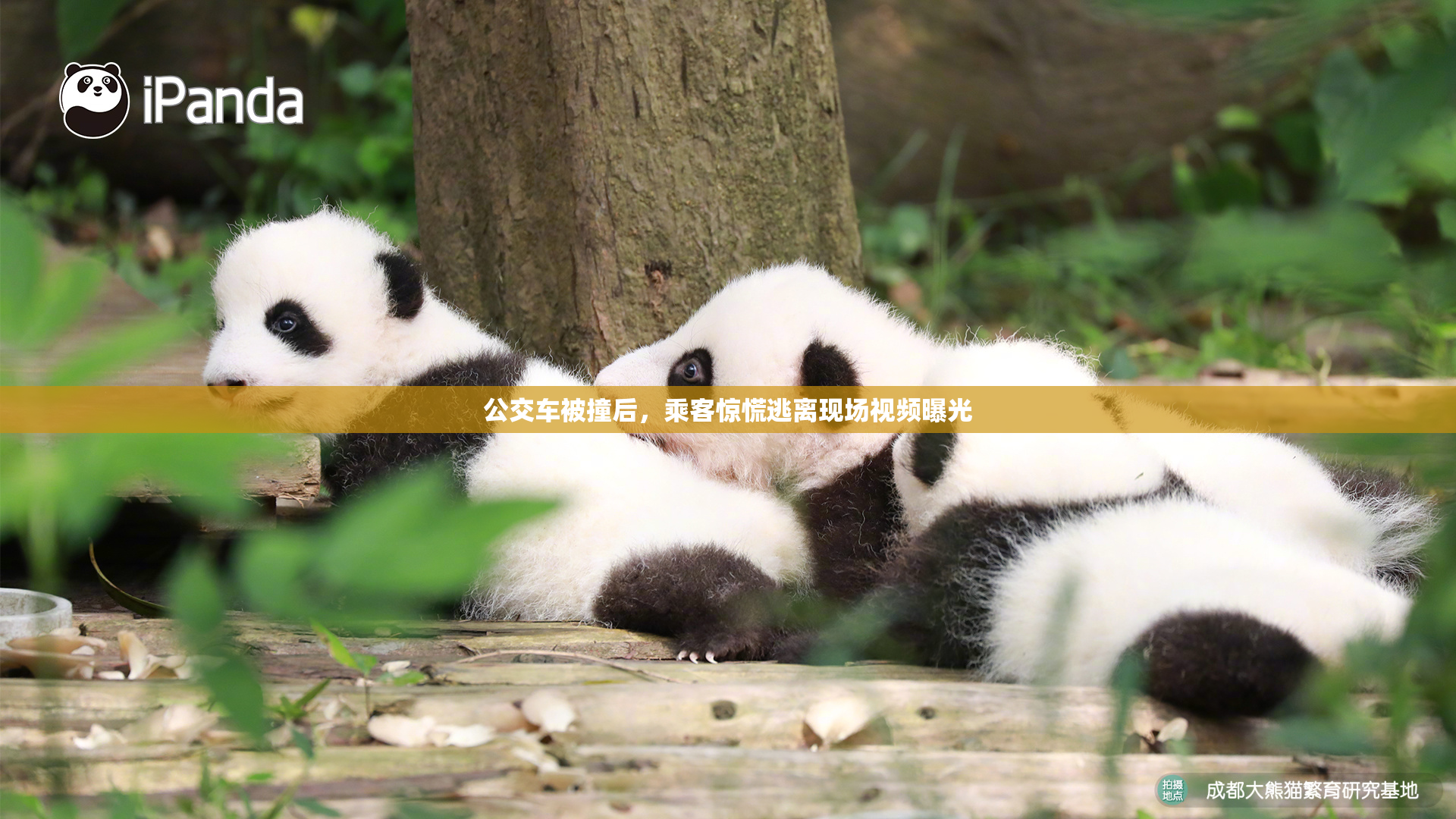 公交车被撞后，乘客惊慌逃离现场视频曝光