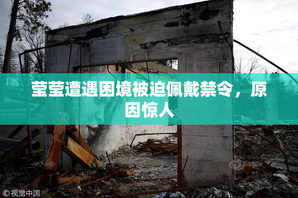 莹莹遭遇困境被迫佩戴禁令，原因惊人