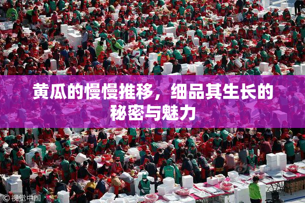 黄瓜的慢慢推移，细品其生长的秘密与魅力