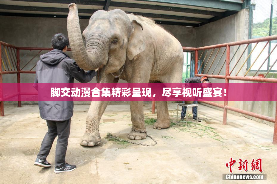 脚交动漫合集精彩呈现，尽享视听盛宴！