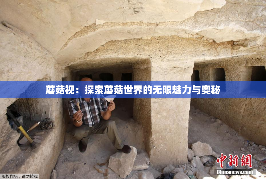 蘑菇视：探索蘑菇世界的无限魅力与奥秘