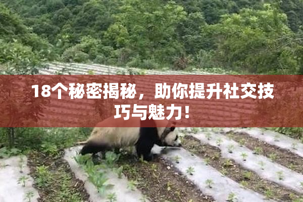 18个秘密揭秘，助你提升社交技巧与魅力！