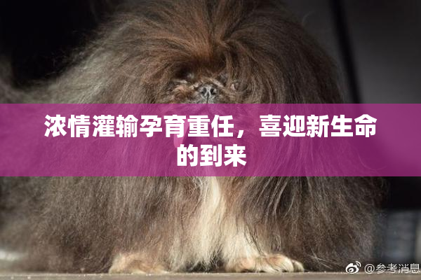 浓情灌输孕育重任，喜迎新生命的到来