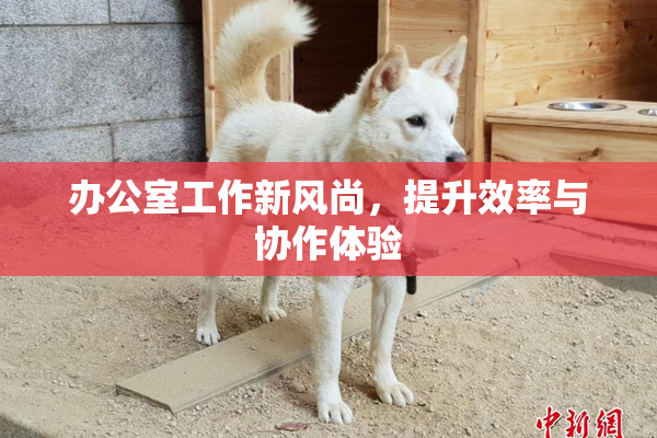 办公室工作新风尚，提升效率与协作体验