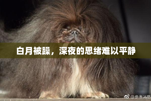 白月被躁，深夜的思绪难以平静