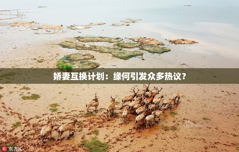 娇妻互换计划：缘何引发众多热议？