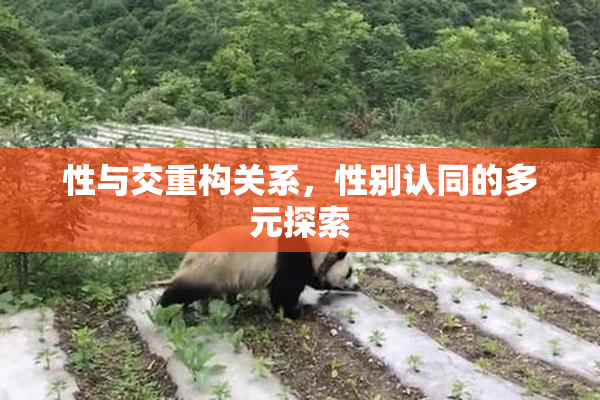 性与交重构关系，性别认同的多元探索