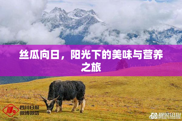 丝瓜向日，阳光下的美味与营养之旅