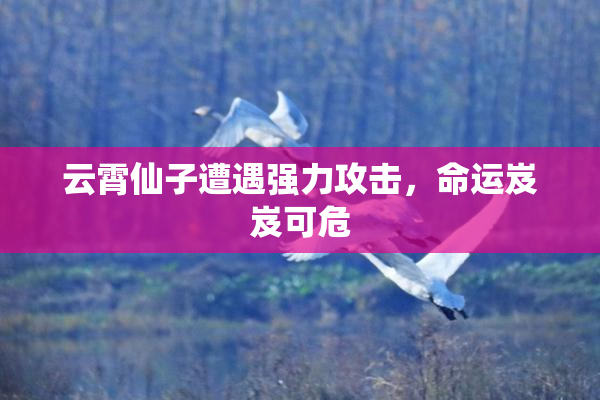 云霄仙子遭遇强力攻击，命运岌岌可危