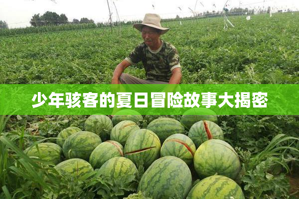 少年骇客的夏日冒险故事大揭密