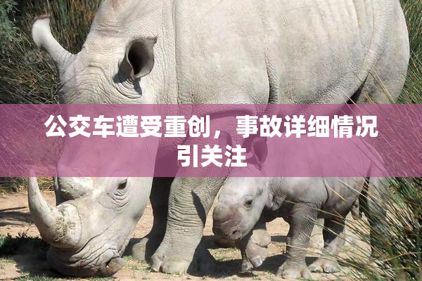 公交车遭受重创，事故详细情况引关注