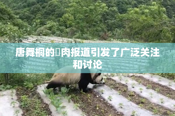 唐舞桐的婬肉报道引发了广泛关注和讨论