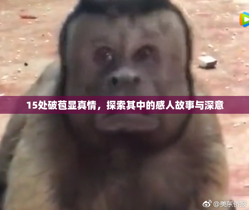 15处破苞显真情，探索其中的感人故事与深意