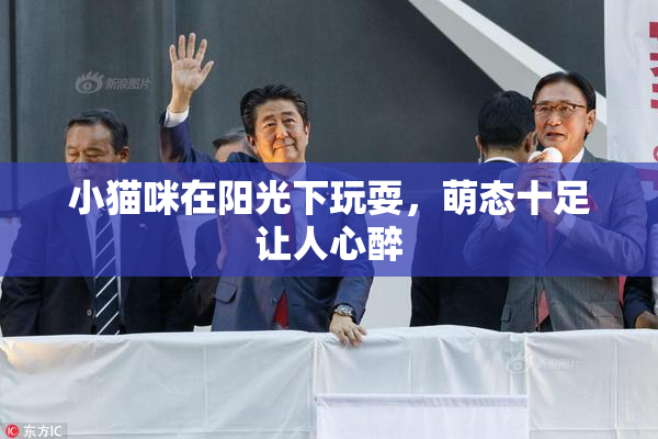 小猫咪在阳光下玩耍，萌态十足让人心醉