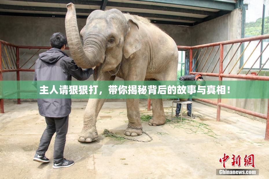 主人请狠狠打，带你揭秘背后的故事与真相！