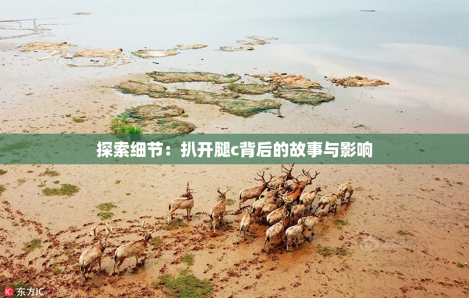探索细节：扒开腿c背后的故事与影响